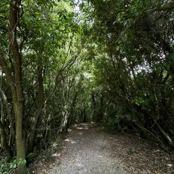 Talbot Forest Scenic Reserve - Geraldine