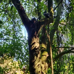 Talbot Forest Scenic Reserve - Geraldine