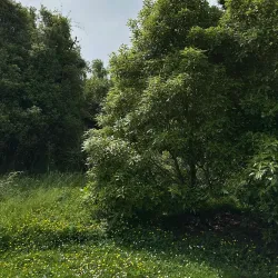Talbot Forest Scenic Reserve - Geraldine