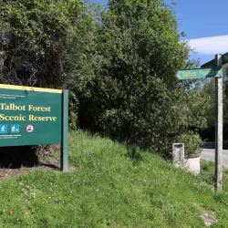 Talbot Forest Scenic Reserve - Geraldine