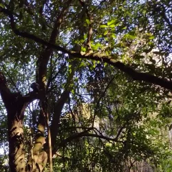 Talbot Forest Scenic Reserve - Geraldine