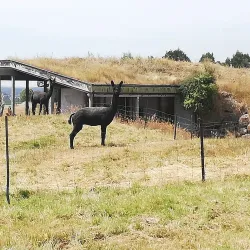 Talbot Forest Scenic Reserve - Geraldine