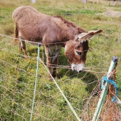 Talbot Forest Scenic Reserve - Geraldine
