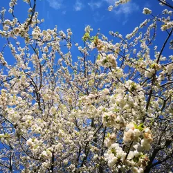 East Gore Gardens - Gore