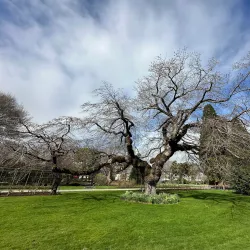 East Gore Gardens - Gore