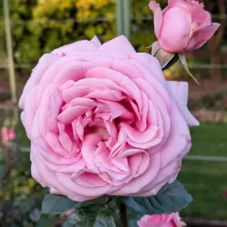 East Gore Gardens - Gore