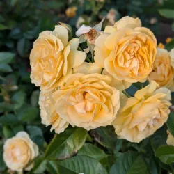 East Gore Gardens - Gore