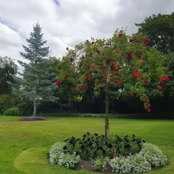 East Gore Gardens - Gore