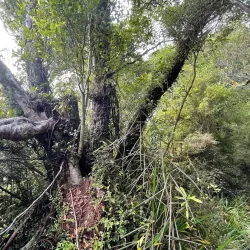 Greymouth Historic Walk - Greymouth