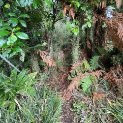 Greymouth Historic Walk - Greymouth