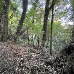 Greymouth Historic Walk - Greymouth