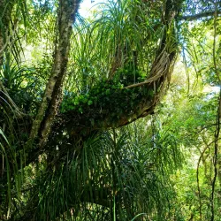 Greymouth Historic Walk - Greymouth