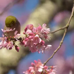 Hamilton East Village - Hamilton