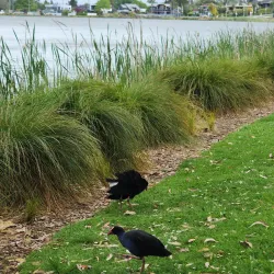 Hamilton Lake Domain (Lake Rotoroa) - Hamilton