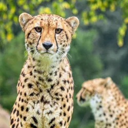 Hamilton Zoo - Hamilton