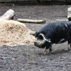 Hamilton Zoo - Hamilton