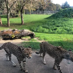 Hamilton Zoo - Hamilton