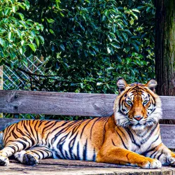 Hamilton Zoo - Hamilton