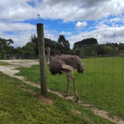 Hamilton Zoo - Hamilton