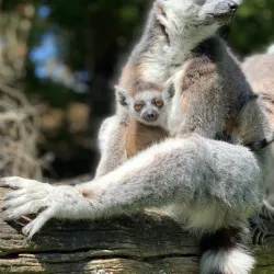 Hamilton Zoo - Hamilton