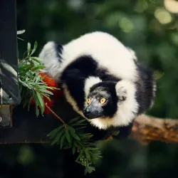 Hamilton Zoo - Hamilton