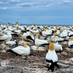 Gannet Beach Adventures - Hastings
