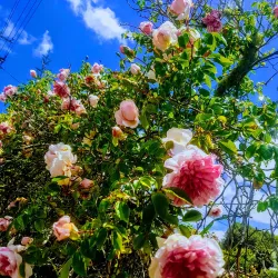 Kaipara Harbour - Helensville