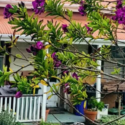 Kaipara Harbour - Helensville