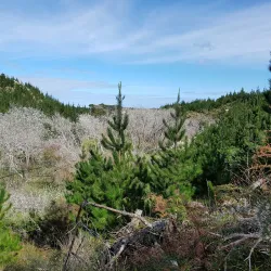 Waimauku Forest - Helensville