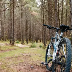 Waimauku Forest - Helensville