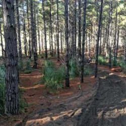 Waimauku Forest - Helensville