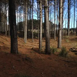 Waimauku Forest - Helensville
