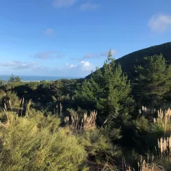 Waimauku Forest - Helensville