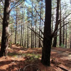Waimauku Forest - Helensville