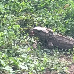 Southland Museum and Art Gallery - Invercargill