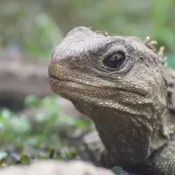 Southland Museum and Art Gallery - Invercargill