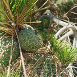 Matau Beach - Kaitangata