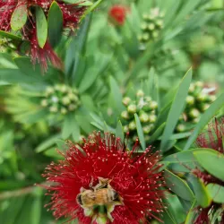Kerikeri Farmers Market - Kerikeri
