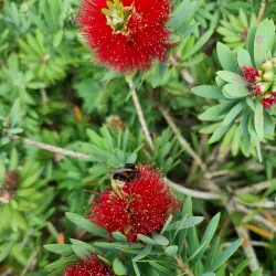 Kerikeri Farmers Market - Kerikeri
