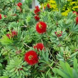 Kerikeri Farmers Market - Kerikeri