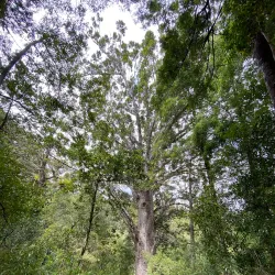 Opua Forest Walks - Kerikeri