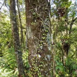 Opua Forest Walks - Kerikeri