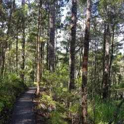 Opua Forest Walks - Kerikeri