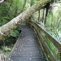 Opua Forest Walks - Kerikeri