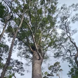 Opua Forest Walks - Kerikeri