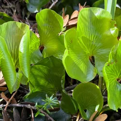 Opua Forest Walks - Kerikeri
