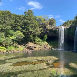 Rainbow Falls (Waianiwaniwa) - Kerikeri