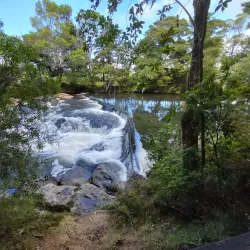 Rainbow Falls (Waianiwaniwa) - Kerikeri