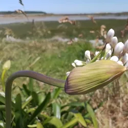 Foxton Beach - Levin