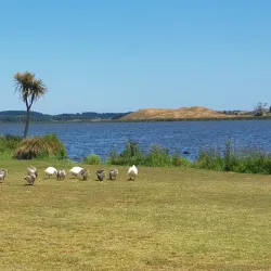 Lake Horowhenua - Levin